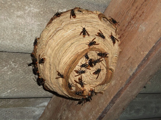 Avril : apparition des nids primaires du frelon asiatique